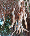 Hanging Life (detail)